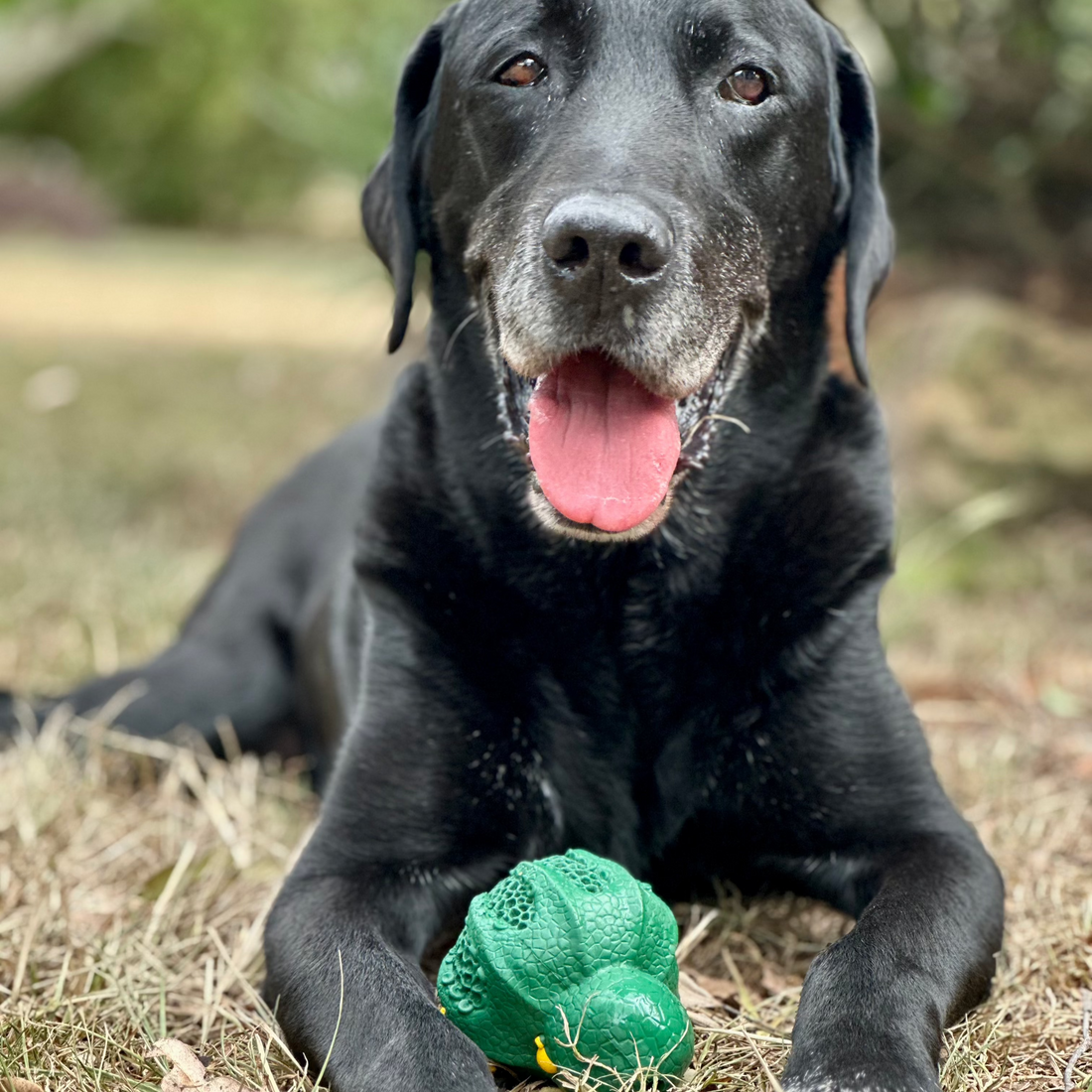 Dog playing with a Tough Chew Toy- Octopus