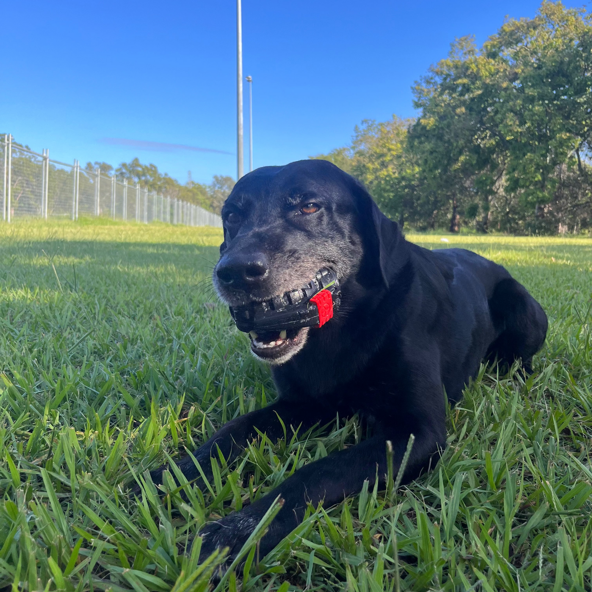 Black dog playing with a rubber grenade dog toy.