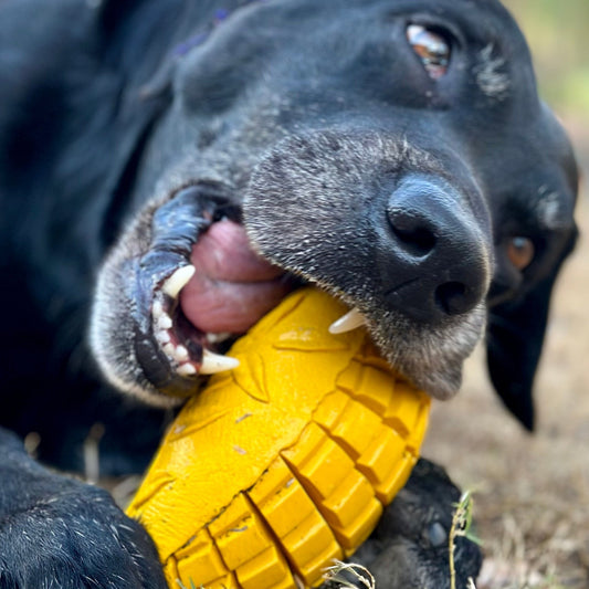 Dog chewing on a rubber mango dog toy