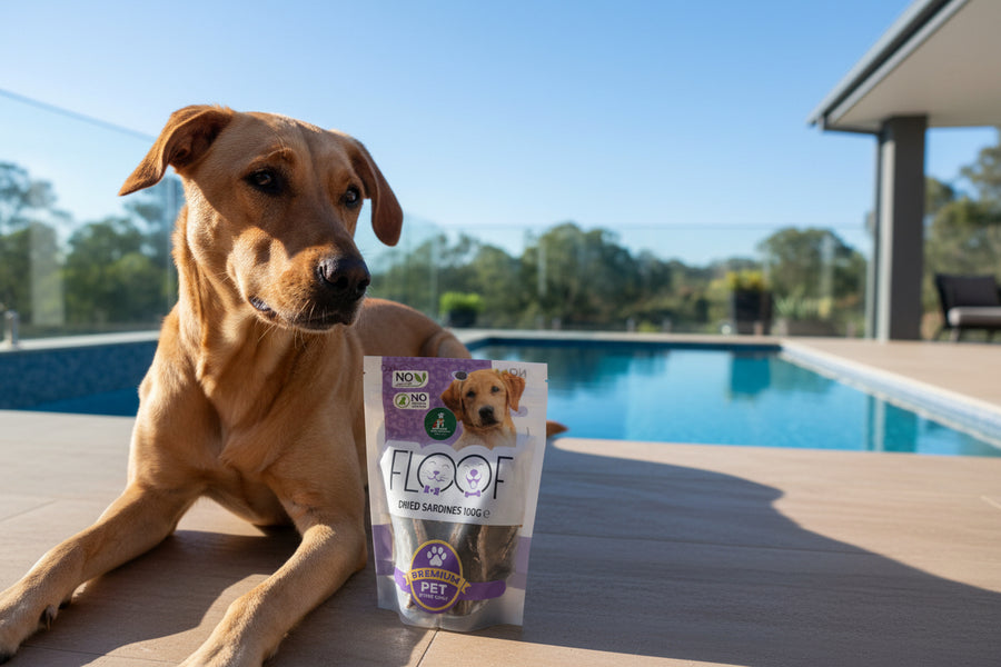 Dog sitting by a pool with a package of Floof pet treats.