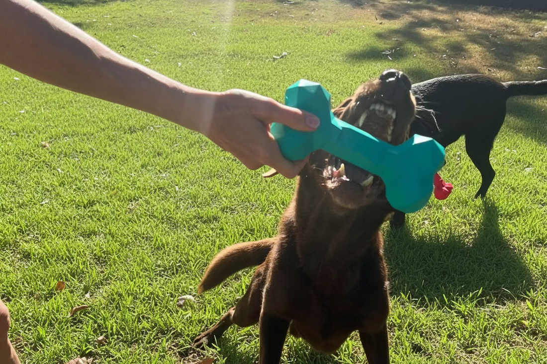 Cute dog about to chomp down on a natural rubber dog bone toy