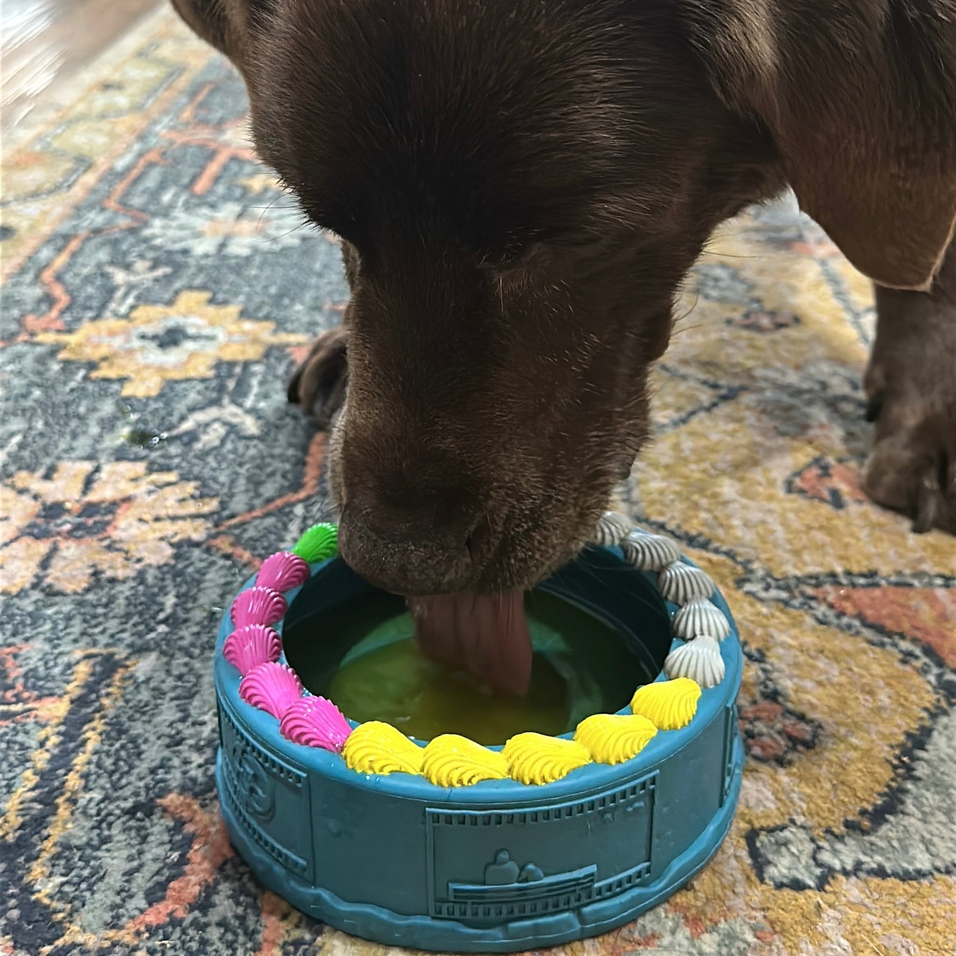 Dog drinking out of a rubber Birthday Bowl  dog toy.