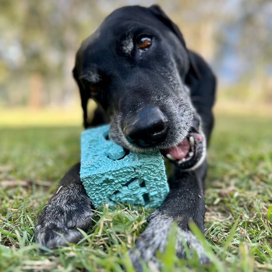Dog chewing a recycled rubber Cube dog toy