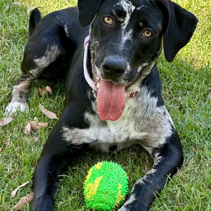 cute black and white dog playing with a recycled rubber caterpillar dog toy