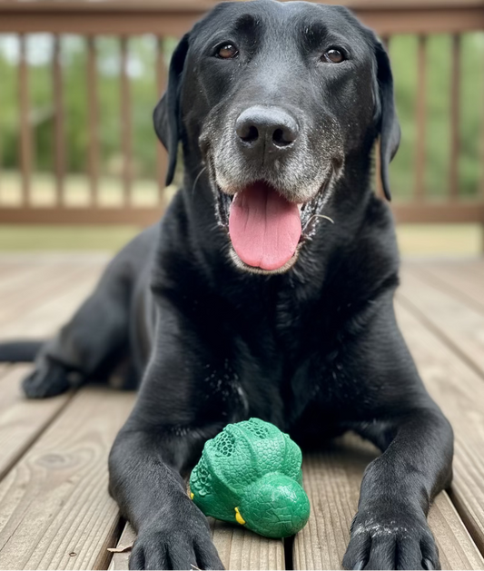 black dog with brown eyes who has a green rubber octopus toy