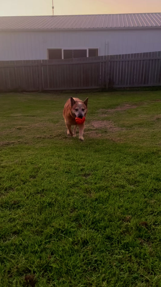 Dog bringing an orange rubber dog toy back to the thrower.